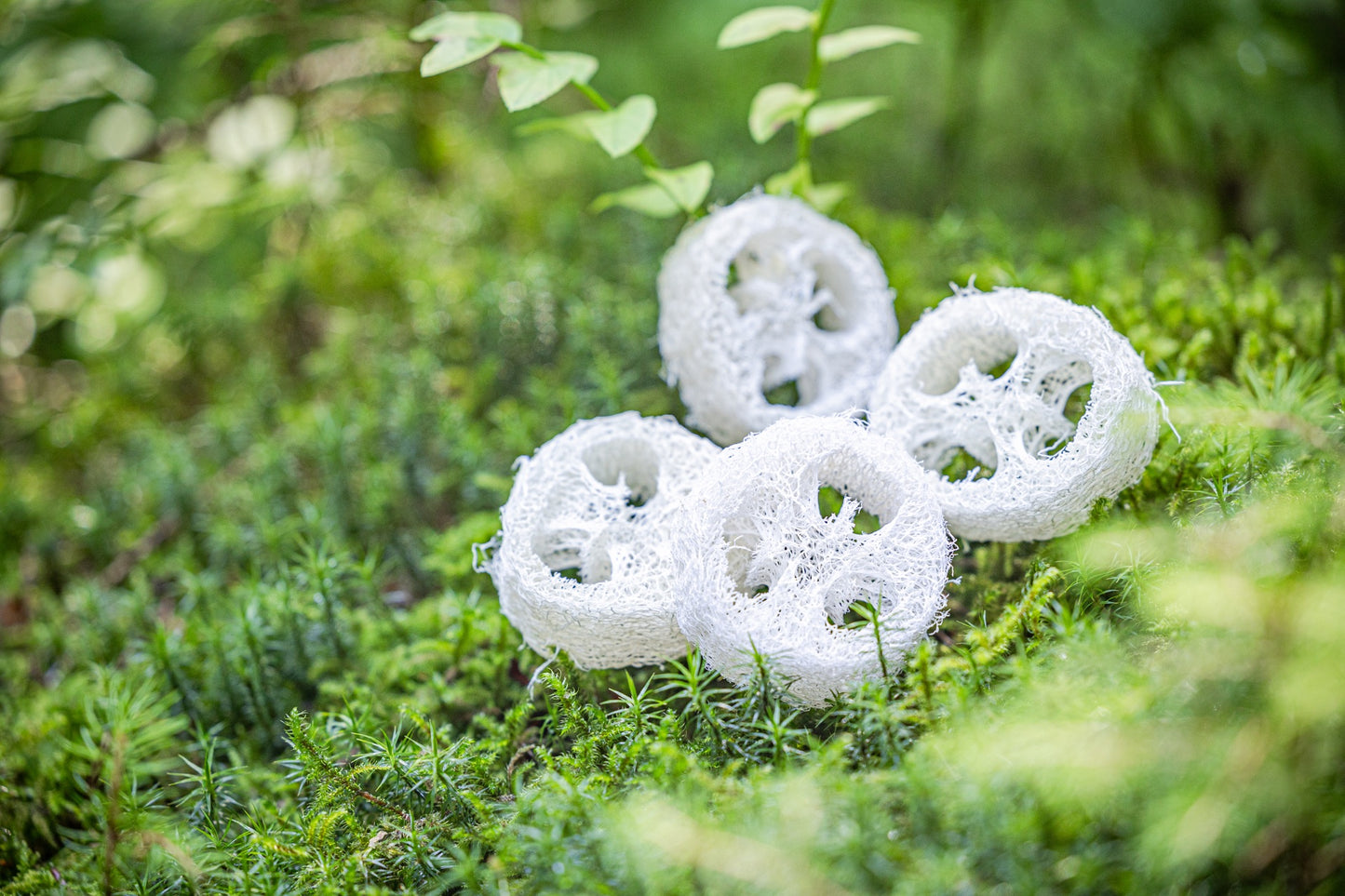 Luffa-web