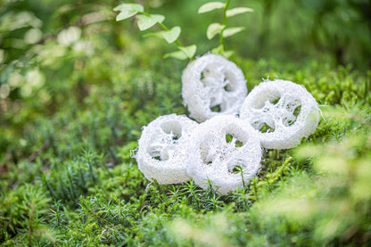 Luffa-web